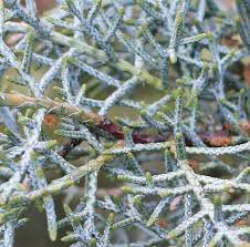 Image result for Cupressus arizonica