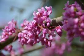 Zones us, ms, ls, cs; Redbud Tree Oklahoma State Tree Symbolic Free Image From Needpix Com