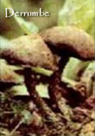Los hongos son seres vivos que se encuentran clasificados dentro del reino fungi. Hongo Sagrado Derrumbre Hs2 Dr Luis Manuel Solana Y Senties Esencias Chamanicas De Mexico Terapia Para El Alma