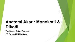 Buku ini sangat bermanfaat bagi mahasiswa yang mengambil mata kuliah botani tumbuhan tinggi. Anatomi Akar Pages 1 38 Flip Pdf Download Fliphtml5