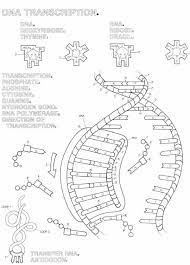 Biology transcription and translation worksheet answers. Biology Corner Dna Coloring Color Worksheets Dna Replication Shape Tracing Worksheets