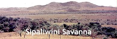 Image result for Diplacrum africanum