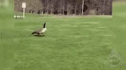 An internet search for goose attack meme, goose attacks golfer or isaac couling will return thousands of results. Best Goose Chases Girl Gifs Gfycat