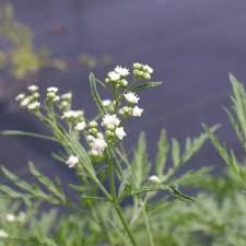 Image result for Parthenium