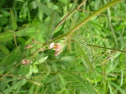 Image result for Aeschynomene sp. E