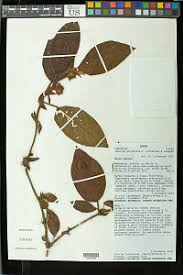 Image result for Sabicea venosa