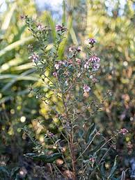 Image result for Vaccinium madagascariense