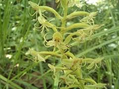 Image result for Equilabium laxiflorum
