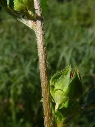 Image result for Malvastrum coromandelianum