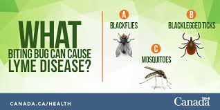 Health Canada And Phac On Twitter What Biting Bug Can Carry The Bacteria That Can Cause Lymedisease A Blackflies B Blacklegged Ticks C Mosquitoes