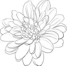 Over 6,635 chrysanthemum flower pictures to choose from, with no signup needed. Gallery For Japanese Chrysanthemum Drawing Chrysanthemum Drawing Chrysanthemum Tattoo Flower Drawing
