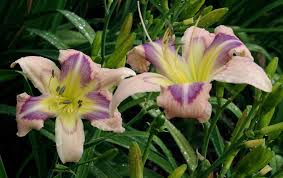 We can dance if we want to, we can leave your friends behind. Daylily Hemerocallis We Can Dance In The Daylilies Database Garden Org