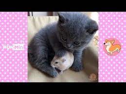 كلاب وقطط لطيفة تقوم بأمور مضحكة p13 فيديوهات مضحكة 2018 youtube cats animals hamster