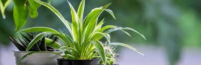 Image result for Chlorophytum hirsutum