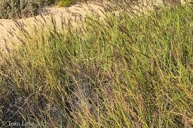 Image result for Cenchrus ciliaris