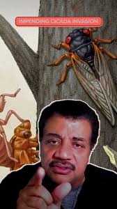 The buzziest event of the decade: Cicada Invasion