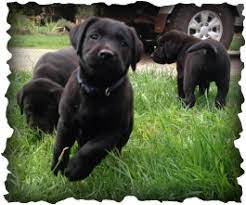 Puppies Reveirter Labrador Retrievers The labrador retriever (also known as the 'labrador' or 'lab'). puppies reveirter labrador retrievers
