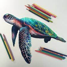 Check spelling or type a new query. Colored Pencil Illustrations By Morgan Davidson Turtle Drawing Turtle Art Color Pencil Art