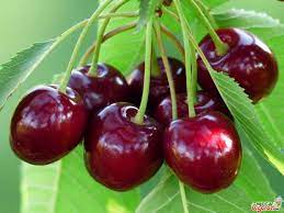 undefinedОписание вишни Булатниковской</b></noscript>«></p><p>Листья вишни Булатниковской выделяются благодаря своему крупному размеру и темно-зеленому цвету. Они имеют эллиптическую форму и острый конец. Цветение этого сорта происходит в конце апреля — начале мая, когда все ветви дерева покрываются белыми и ароматными цветами.</p><div style=