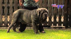 Diese hunde kämpften an der seite der legionen roms. Mastino Napoletano Informationen Zur Rasse Youtube
