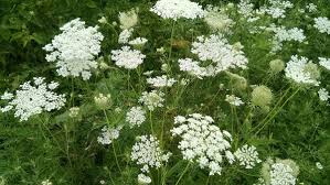 Image result for Daucus carota