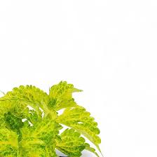 Image result for Coleus rhodesianum