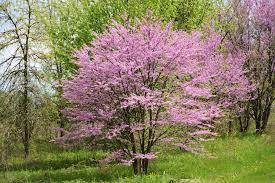 Redbud trees prefer light shade, especially in the summer. Pin On Ornamental Trees