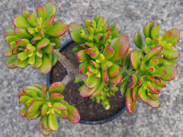 Image result for Crassula hobbit