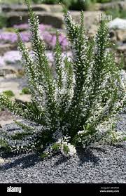 Image result for Fabiana imbricata