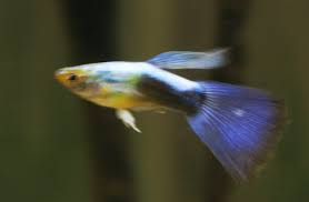 If your fish has ragged fins or tail, it could be fin rot. Fin Rot Aquariacentral Com