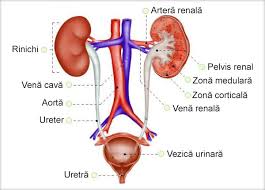 Primul jet de urin servete pentru splarea uretrei de celule i microbi cu care este potenial contaminat. InfecÈ›iile Urinare La Copii Simptome Tratament Newsmed Ro