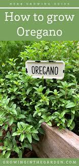 How To Grow Oregano Tips For Growing Oregano Growing In The Garden Growing Oregano Oregano Plant Perennial Herbs