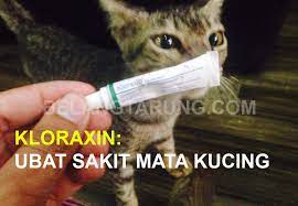 Karena sakit mata, banyak efek berantai yang bisa menyerang kucing. Kloraxin Ubat Sakit Mata Untuk Kucing Yang Mujarab Some Bullet For Your Head