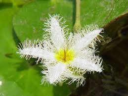 Image result for Nymphoides thunbergiana