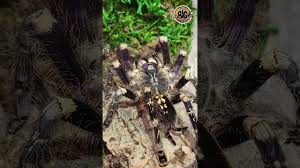 Image result for Centema subfusca