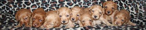 Adopt a pet oregon humane society. Signature Labradoodles Home Page