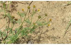 Image result for Chrysanthellum