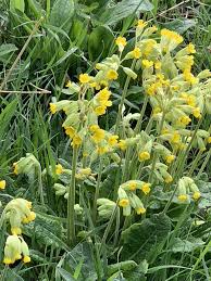 Fife and Kinross Group