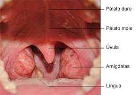 Sinus Oto Centro Otorrinolaringologia