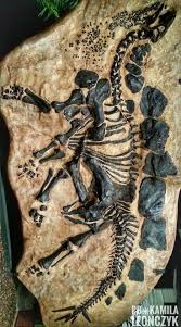 Bishop Museum Of Science And Nature Jobs Magnificently Fossilized Stegosaurus This Is A Fossilizedin Ground Stegosauru Dinosaur Fossils Fossils Fossil Bones