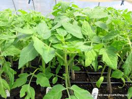 After your tomato plants reach about 3 feet tall, remove the oldest leaves from the bottom foot of the stem. How To Care For Your Tomato Seedling Broadfork Farm