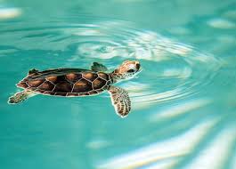 Image result for turtle