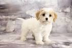 Cavachon Mixed Dog Breed Pictures, Characteristics, & Facts