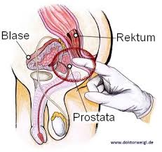 Die krankenkassen bezahlen die prostatavorsorgeuntersuchung im regelfall ab dem 45. Doktorweigl Erklart Die Prostata Welche Funktion Hat Die Vorsteherdruse Und Wie Gefahrlich Sind Erkrankungen