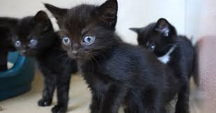 Join millions of people using oodle to find kittens for adoption, cat and kitten listings, and other pets adoption. Edinburgh Dog And Cat Home Kittens Unveiled And All Seven Are Available For Adoption Edinburgh Live