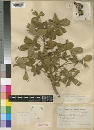 Image result for Vitex harveyana