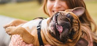 Located on south memorial parkway, animal care clinic serves the the huntsville, alabama area: Vet Opthalmologist Cat Dog Opthalmologist Forest Hill Animal Clinic