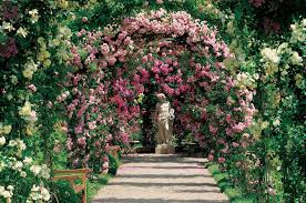 Les Rosiers Grimpants Rosier Decoratif Roseraie Guillot Rosier Grimpant Rosier Jardin Tropical