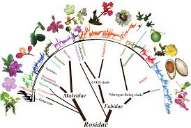 Image result for Eureiandra eburnea