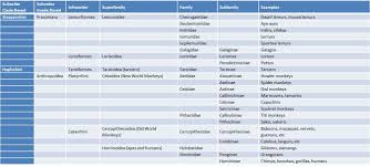 image result for primate taxonomy chart primates